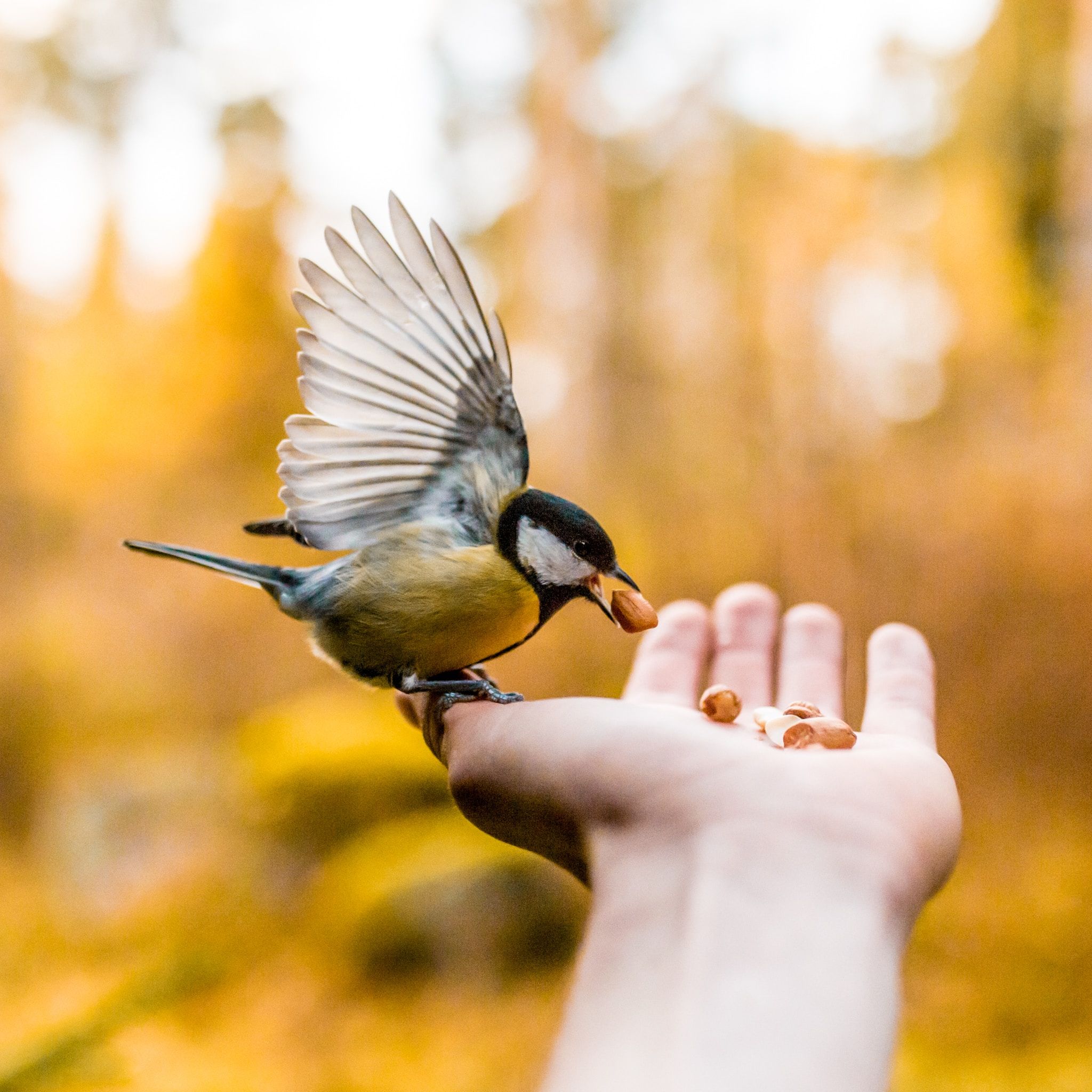 Feeding the Hudson Valley Birds