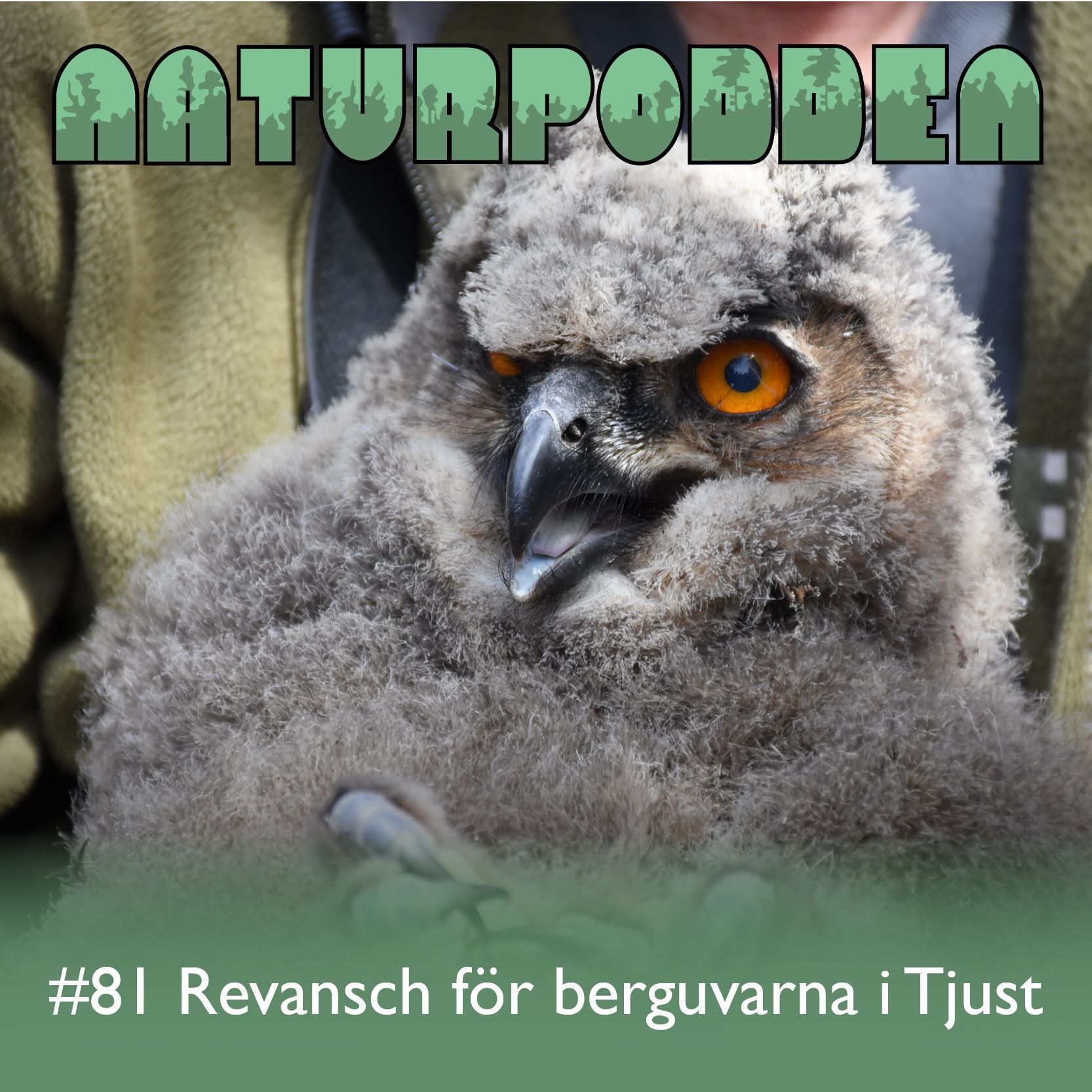 Avsnitt 81 - Revansch för berguvarna i Tjust