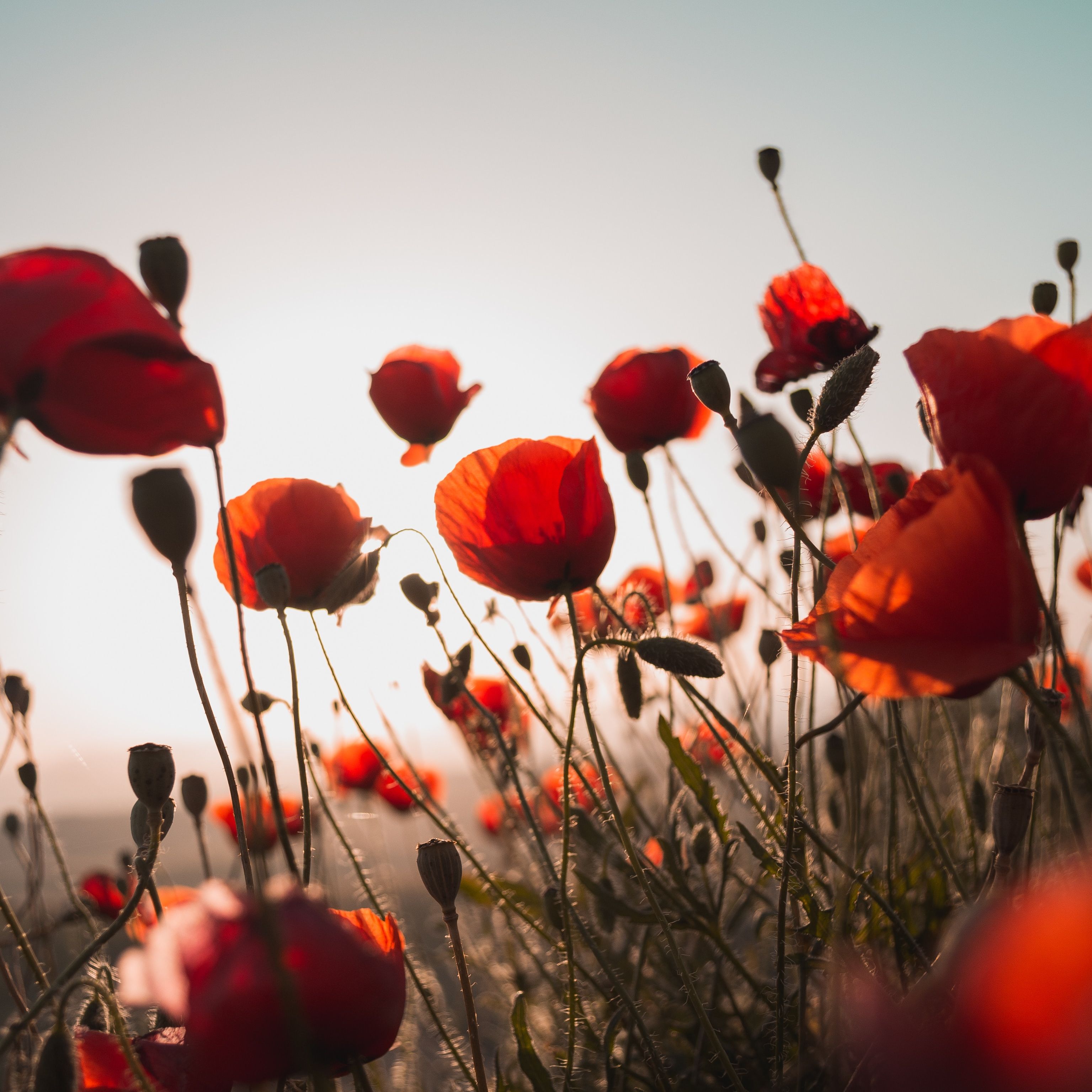 Remembrance - Fran Youings - 10th November 2019