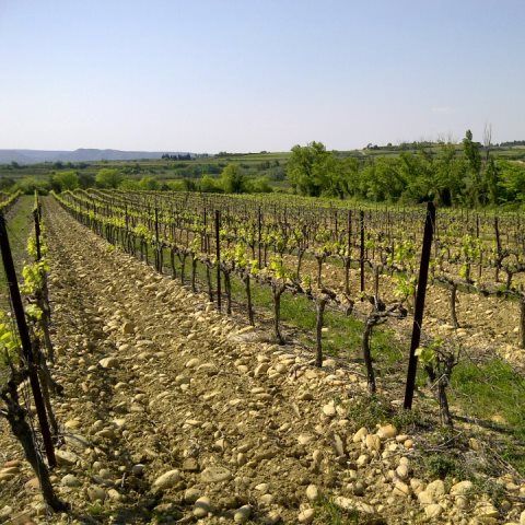 Rhone Valley Wines - Episode 169