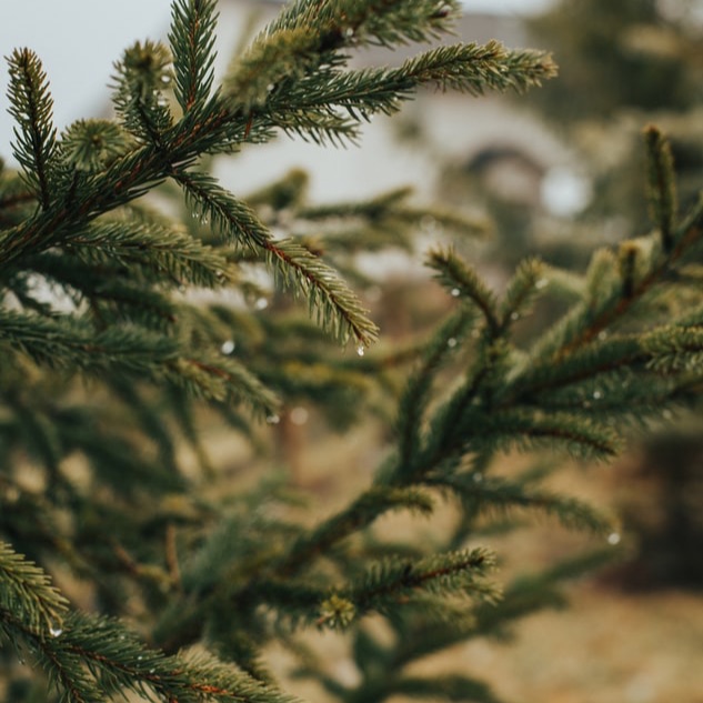 #72 Oh Tannenbaum - warum Weihnachten auch ohne geht und mögliche Alternativen