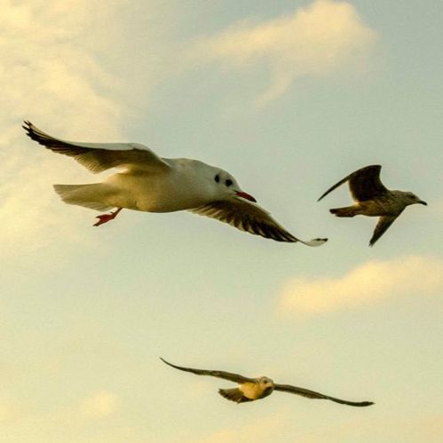 Radical Acceptance - Part 5b - Nonduality