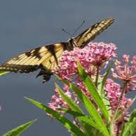 The Pollinator Pathway Project