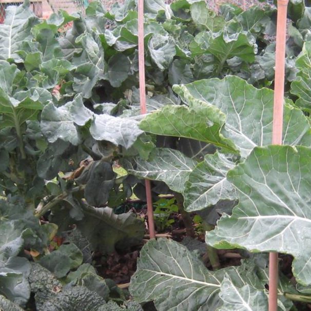 Andrew Tokely from Kings Seeds reviews 2019