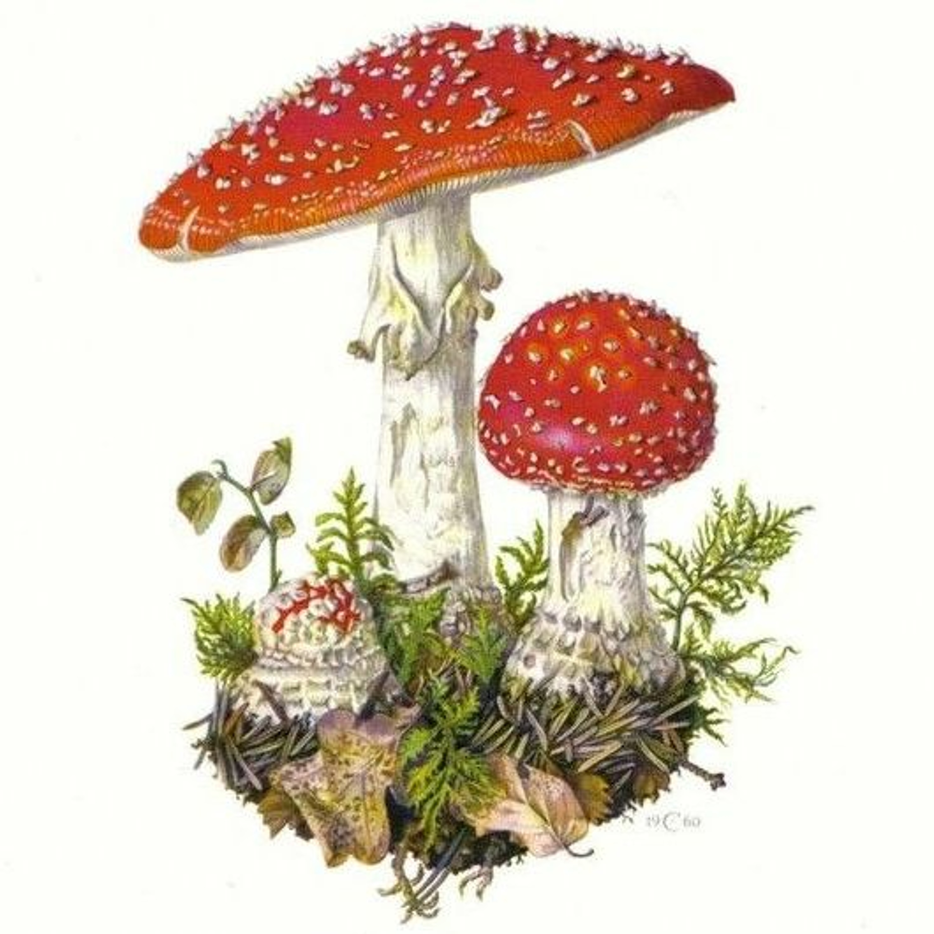 Psychedelic Christmas Tales, Clearing Family Projections & Putting out Fires - Happy Holy Days!