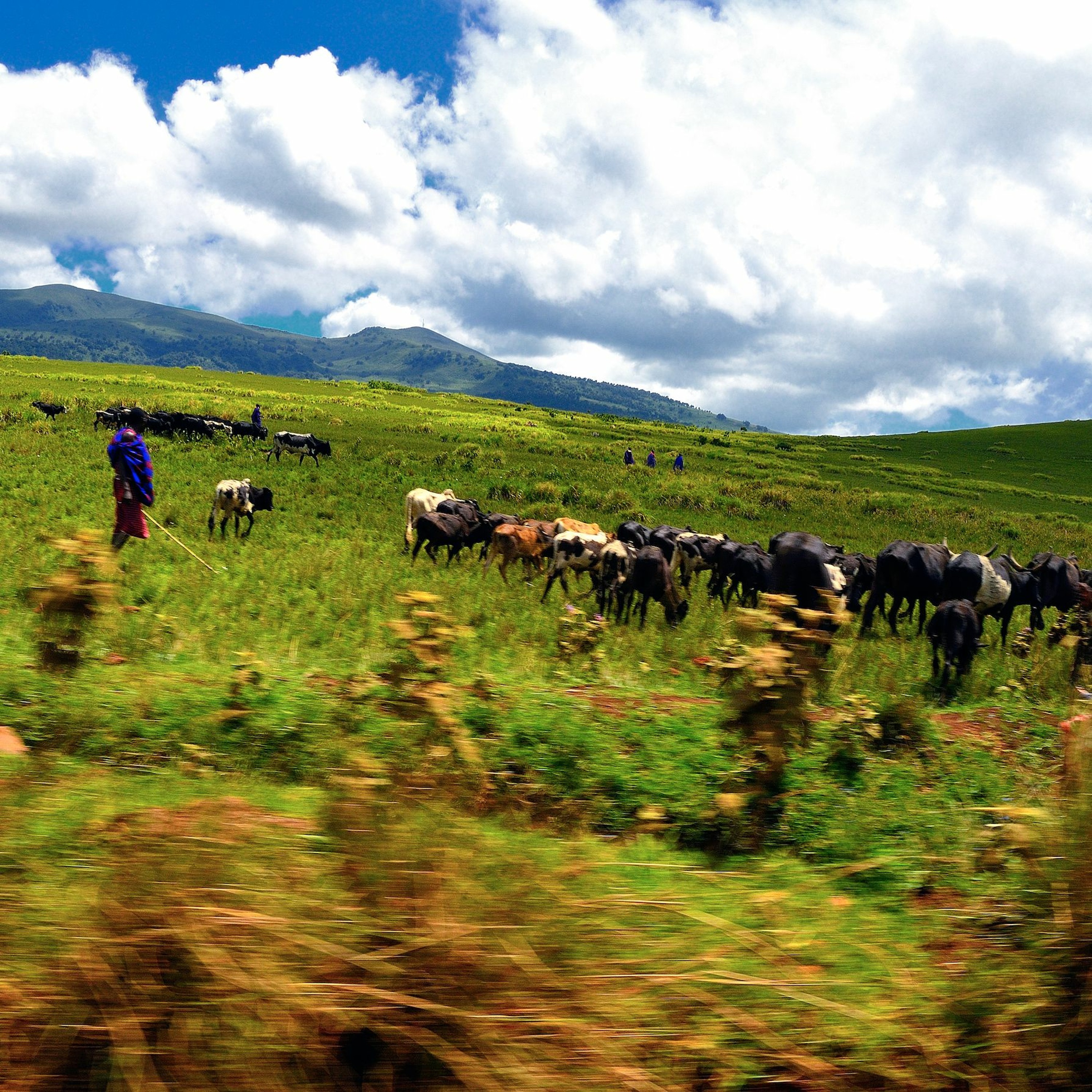 Ben Gardner & Maanda Ngoitiko on Maasai Women's Power in the Age of Conservation