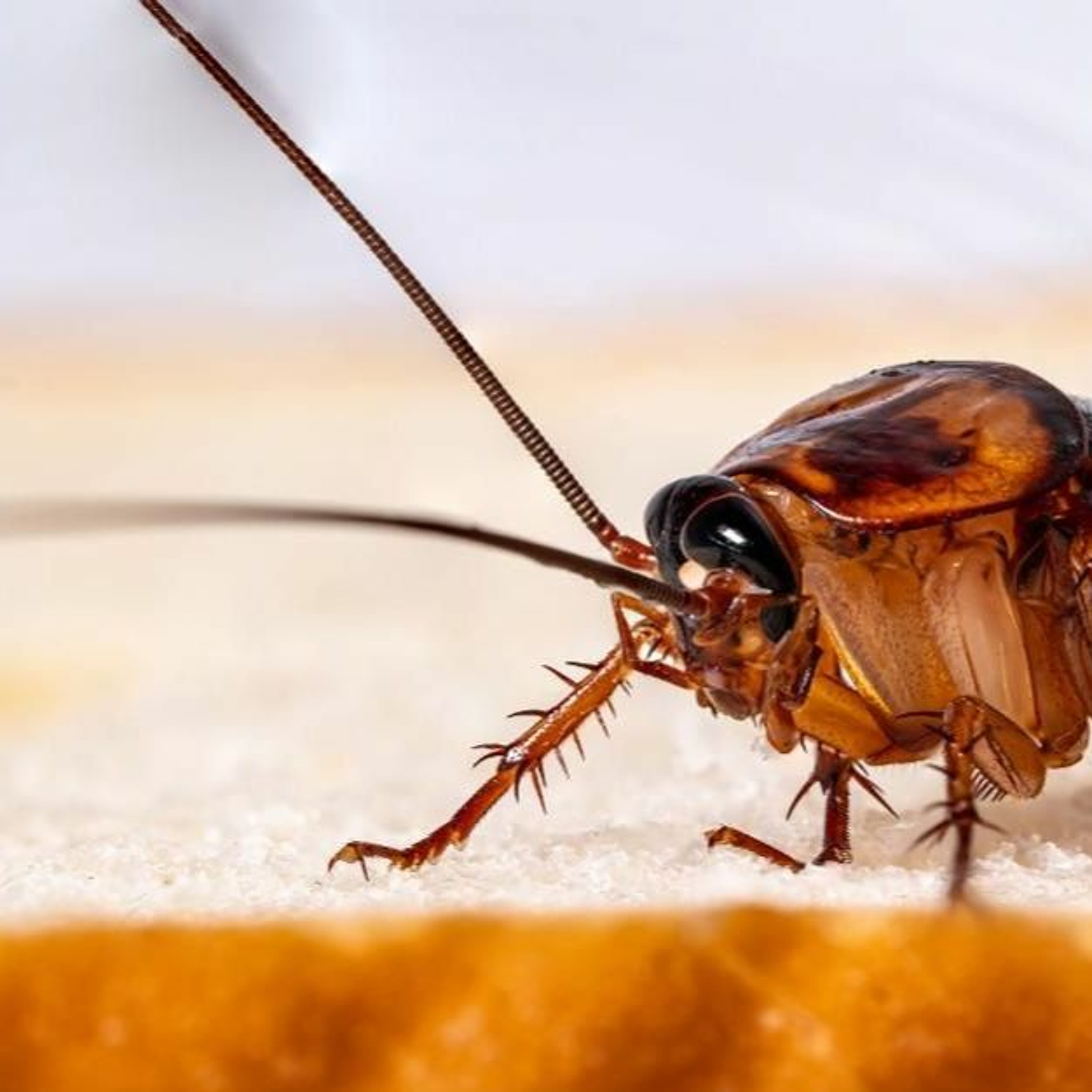 The Mary and Tom Podcast (Hollandspiele)