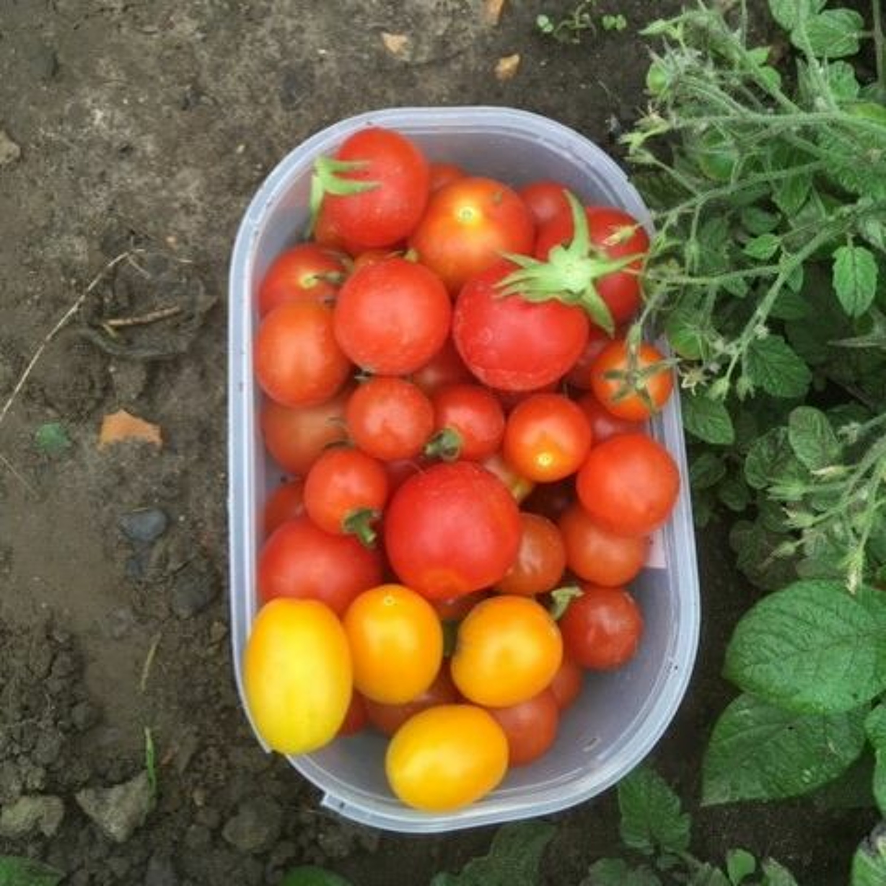 Time for the tomato harvest
