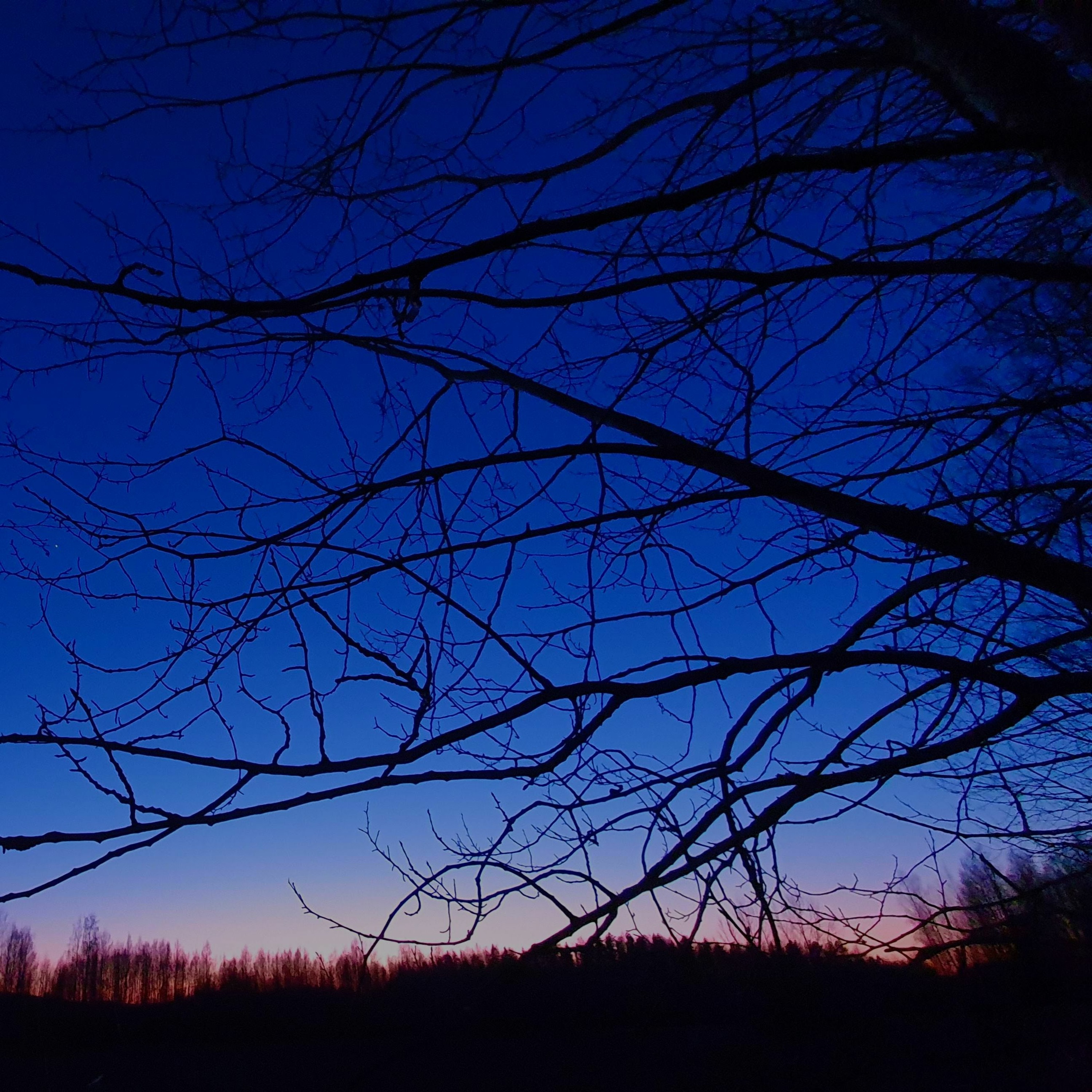Nature Sound World - Luontoäänien maailma