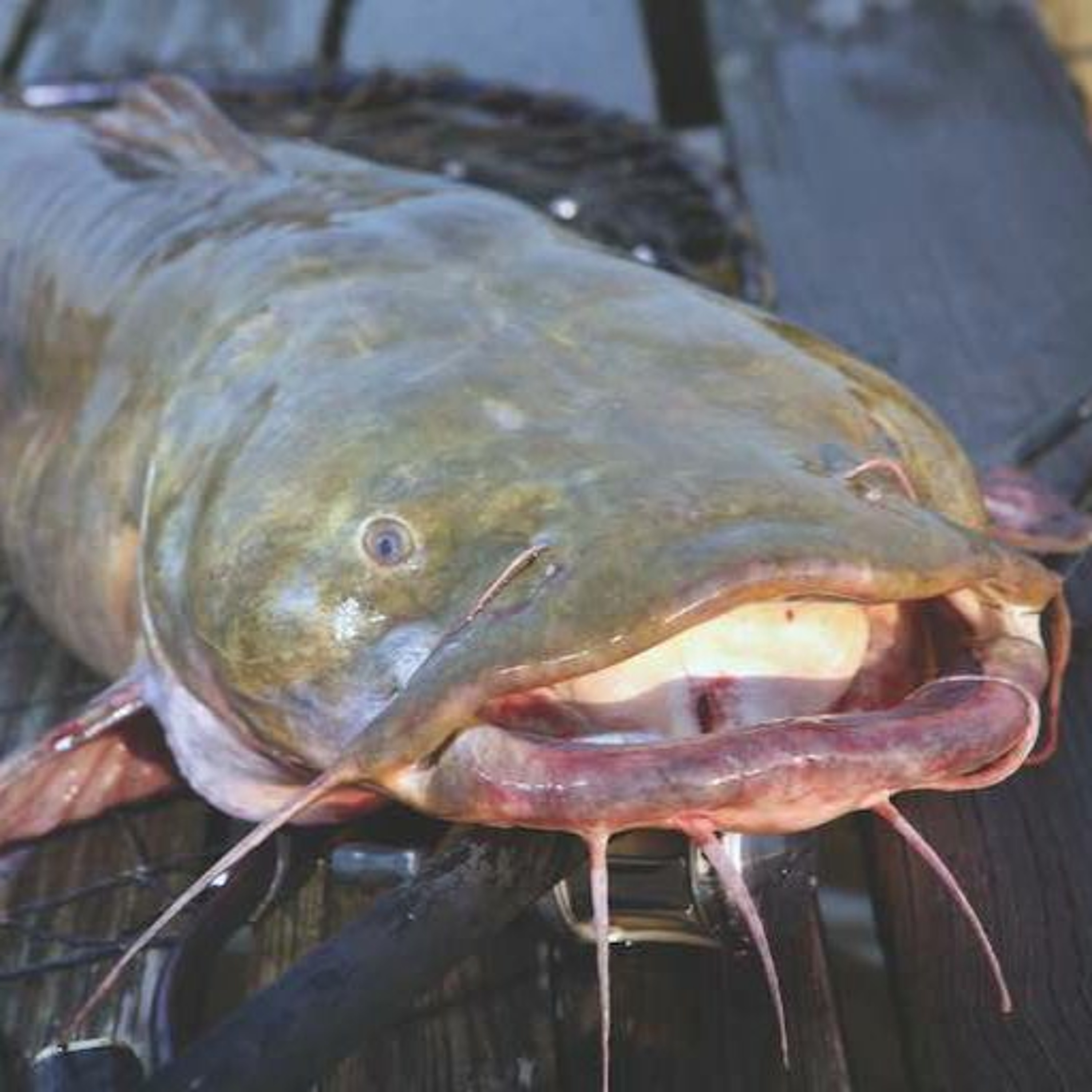 What A Beautiful Podcast! EP204 - Like a Winter Catfish