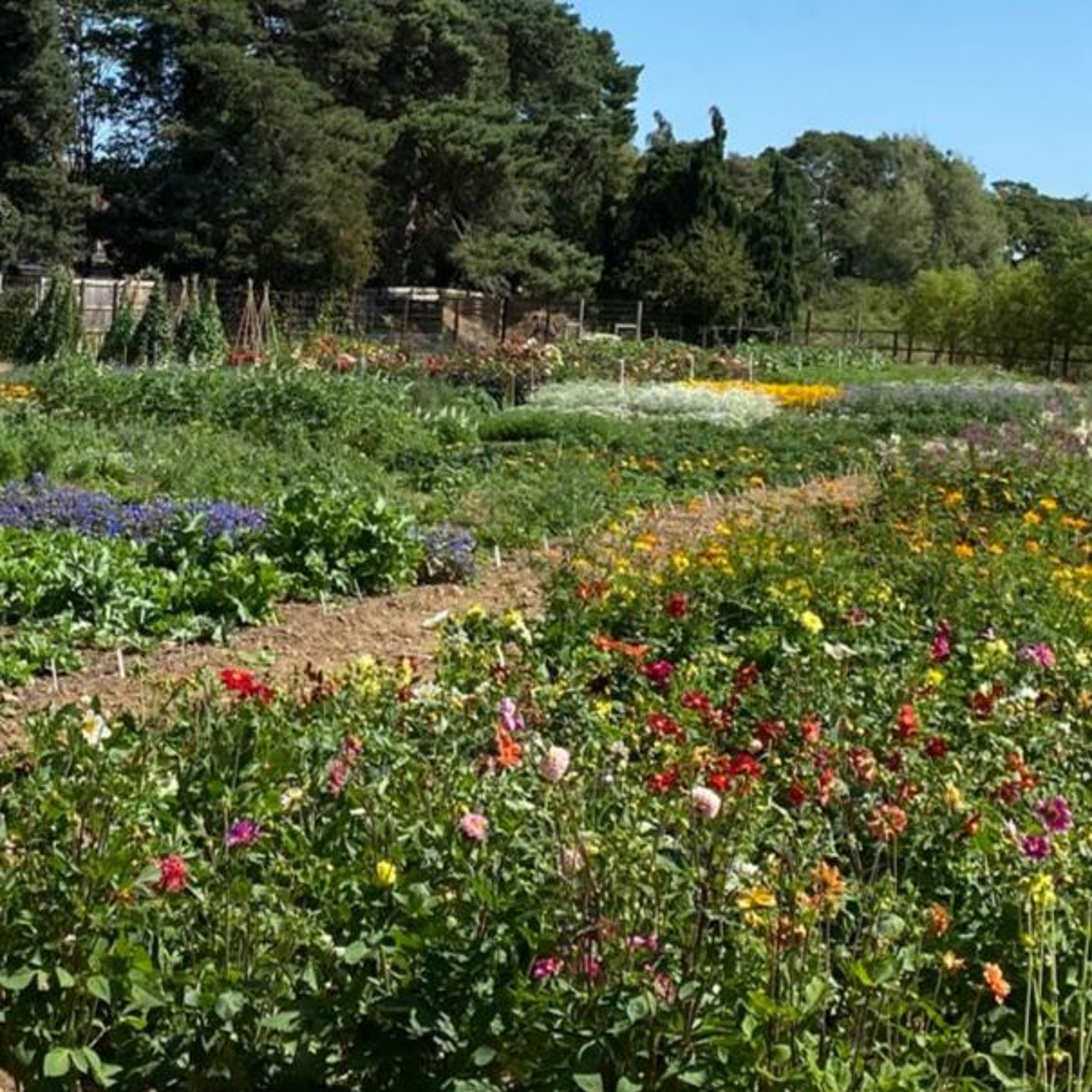 David Turner of Mr Fothergill's Seeds talks about their new flowers