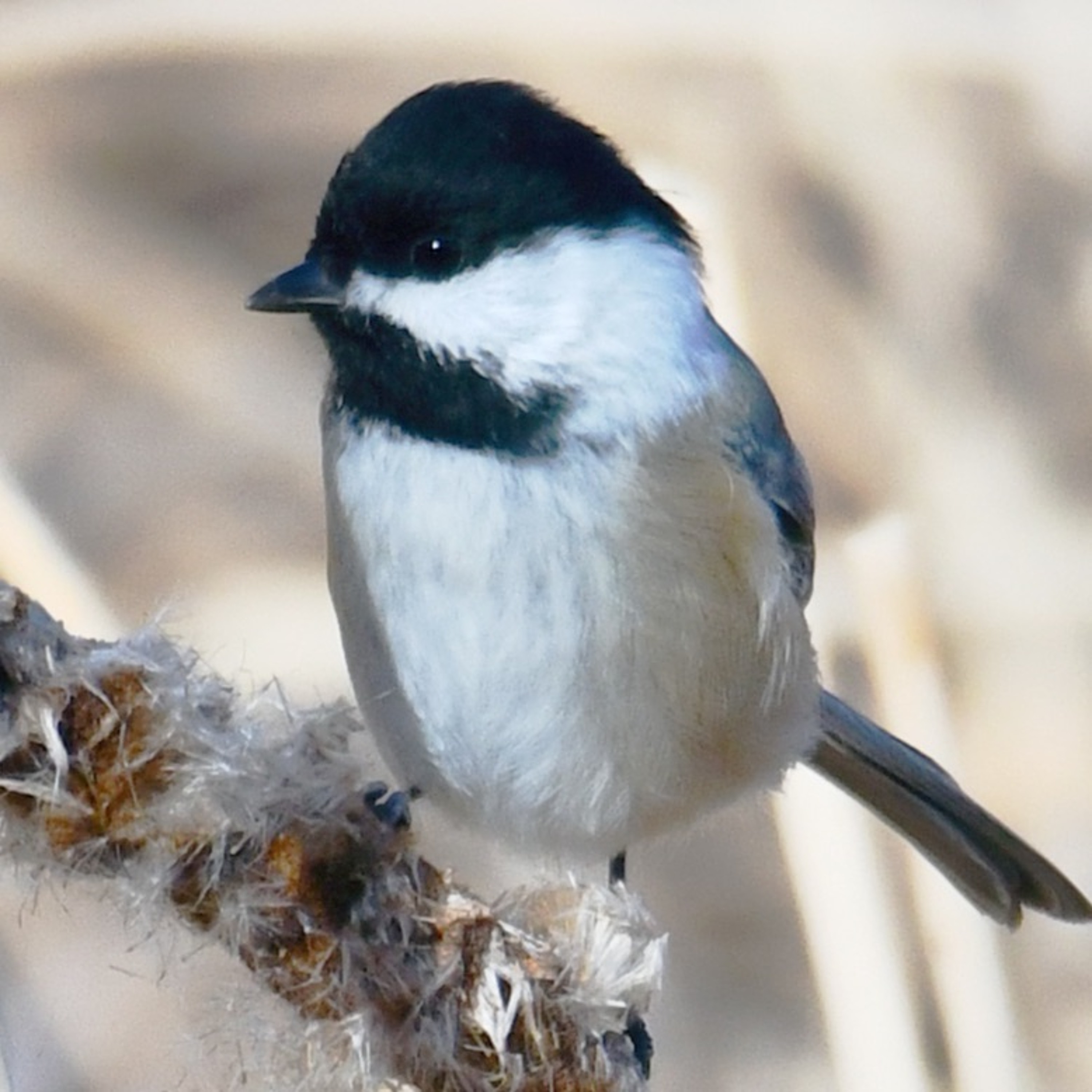 Episode 62: "If a bird hears..."
