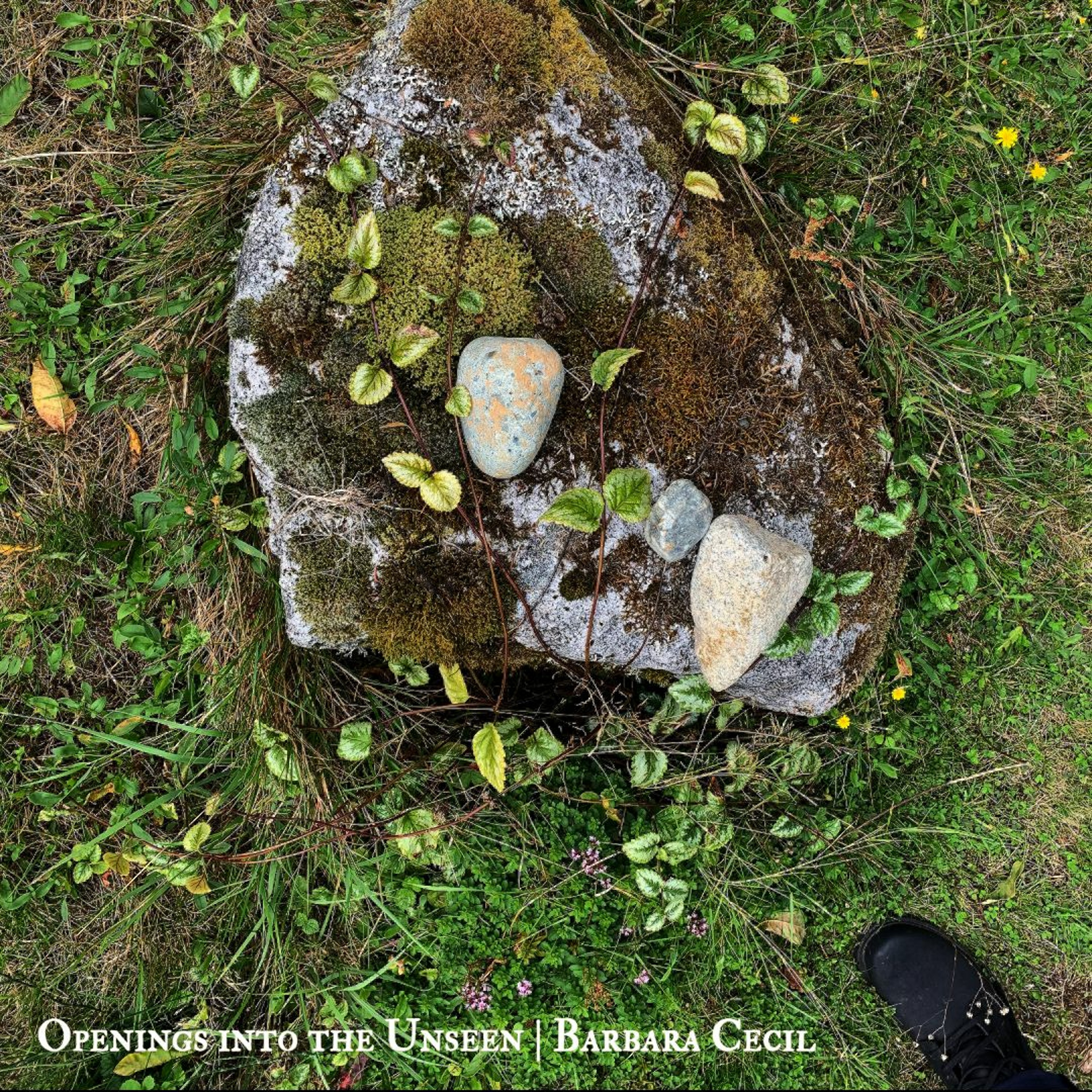 #259 | Openings Into The Unseen: Meeting Our Time Of Many Endings w/ Barbara Cecil