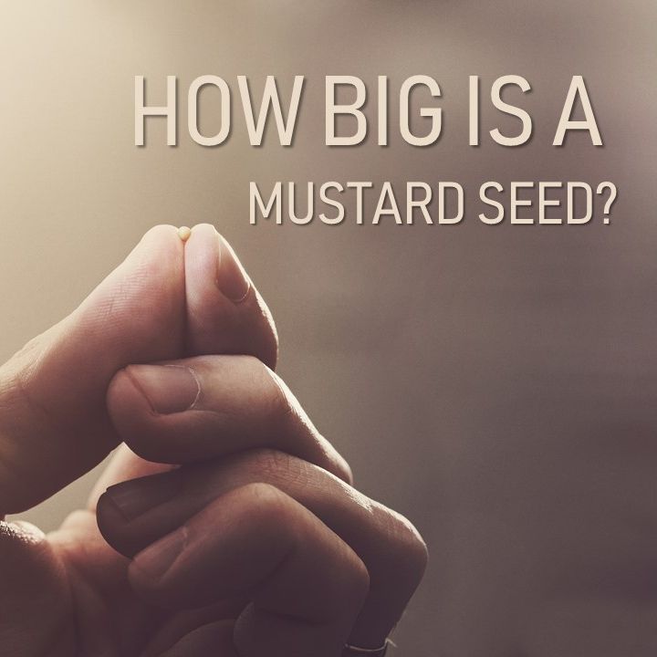 February 9th, 2020 | How Big is a Mustard Seed?