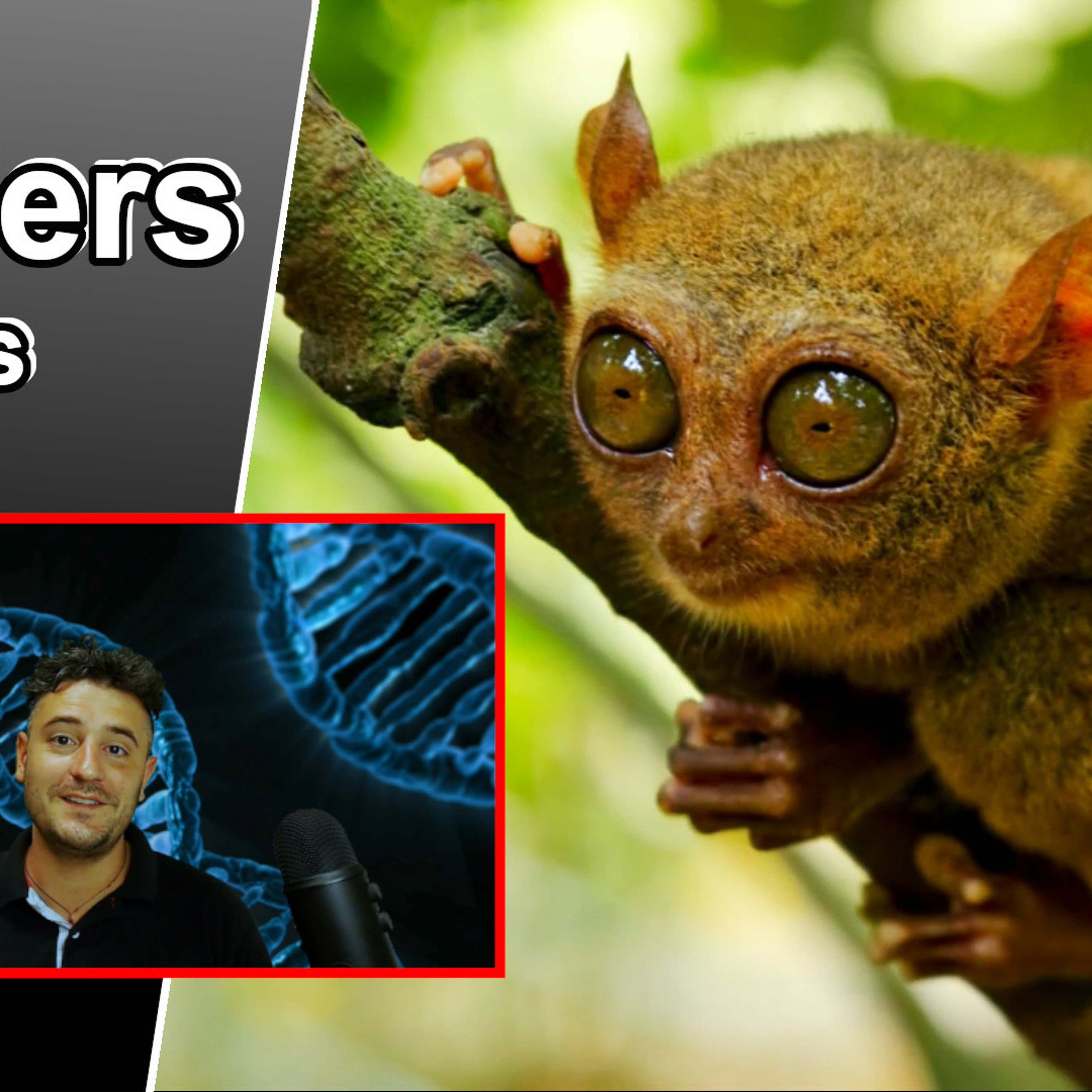 10 Cool facts about Tarsiers