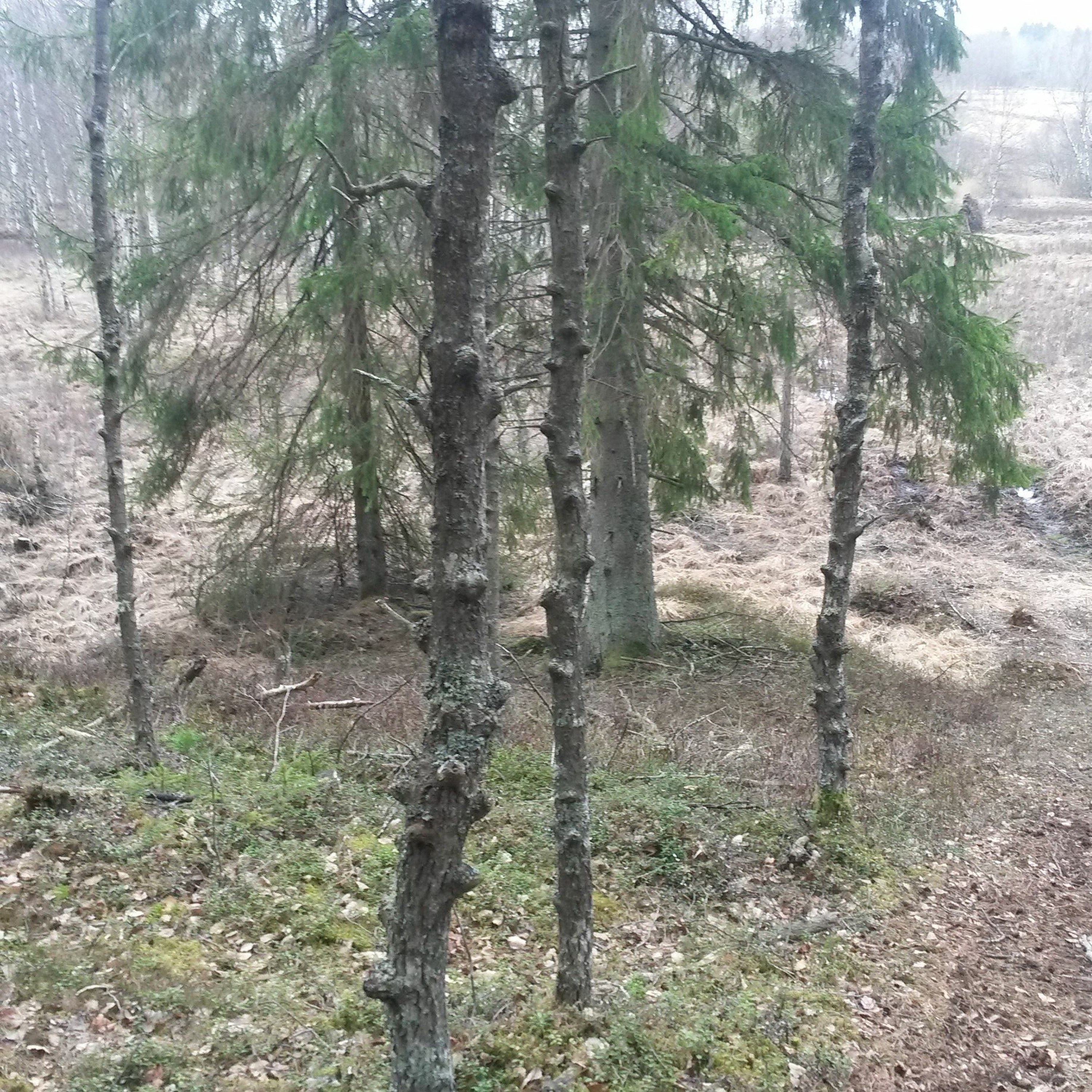De vette spörs! Vängapodden