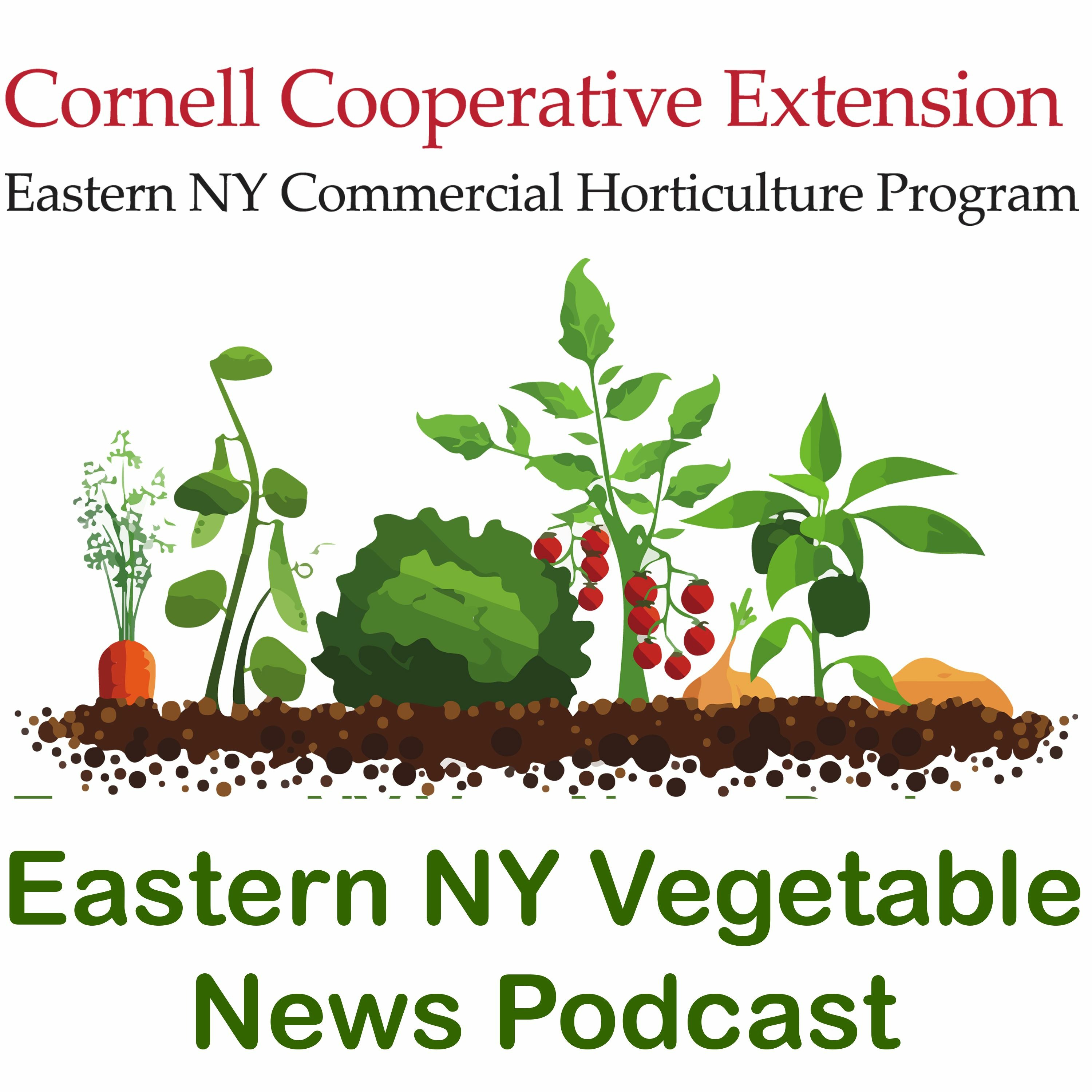 2020 Biweekly Vegetable News Podcast - Episode 6 7/1/20