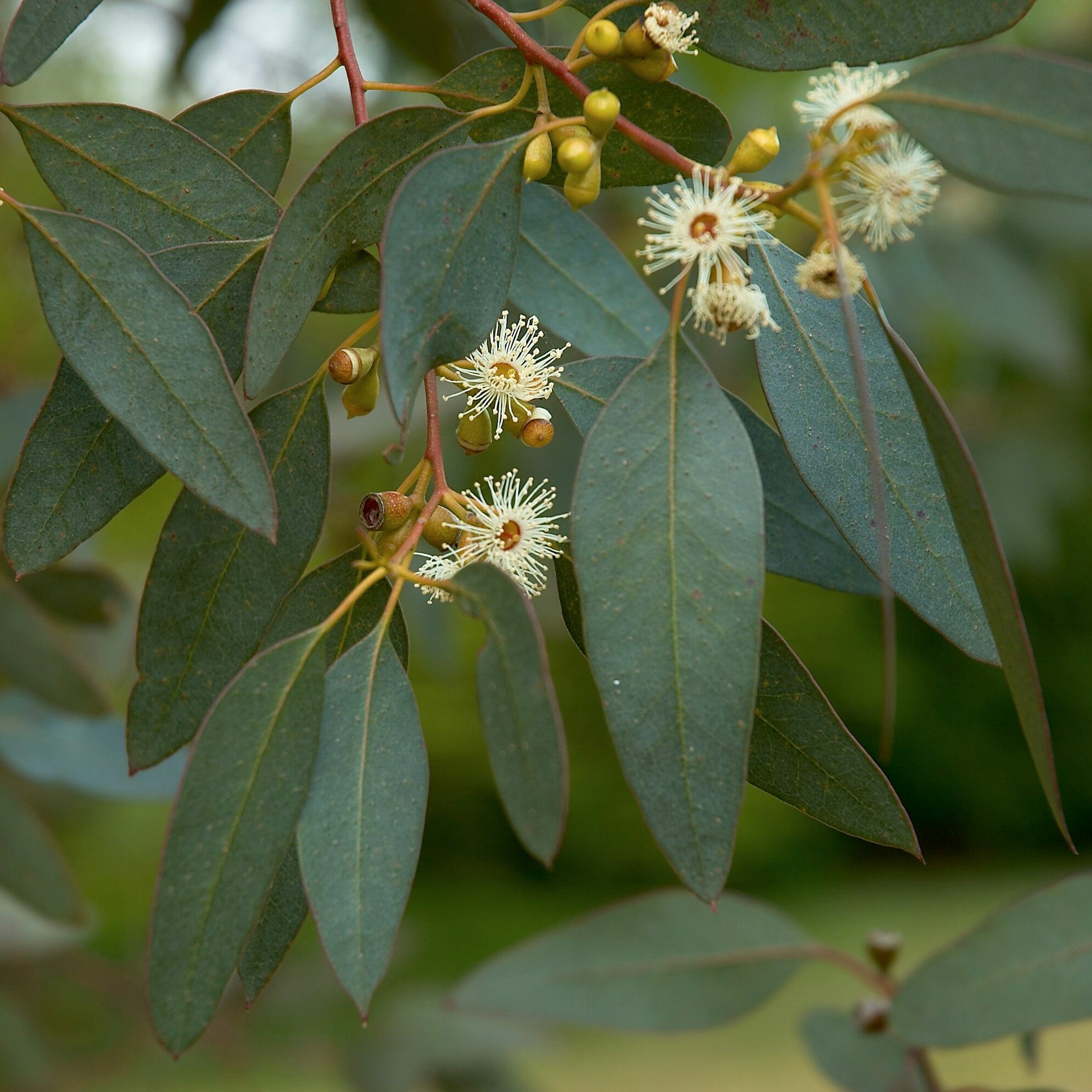 Ecological Hope through Planting Native Forests to Offset our Emissions with Sofi of Greenfleet