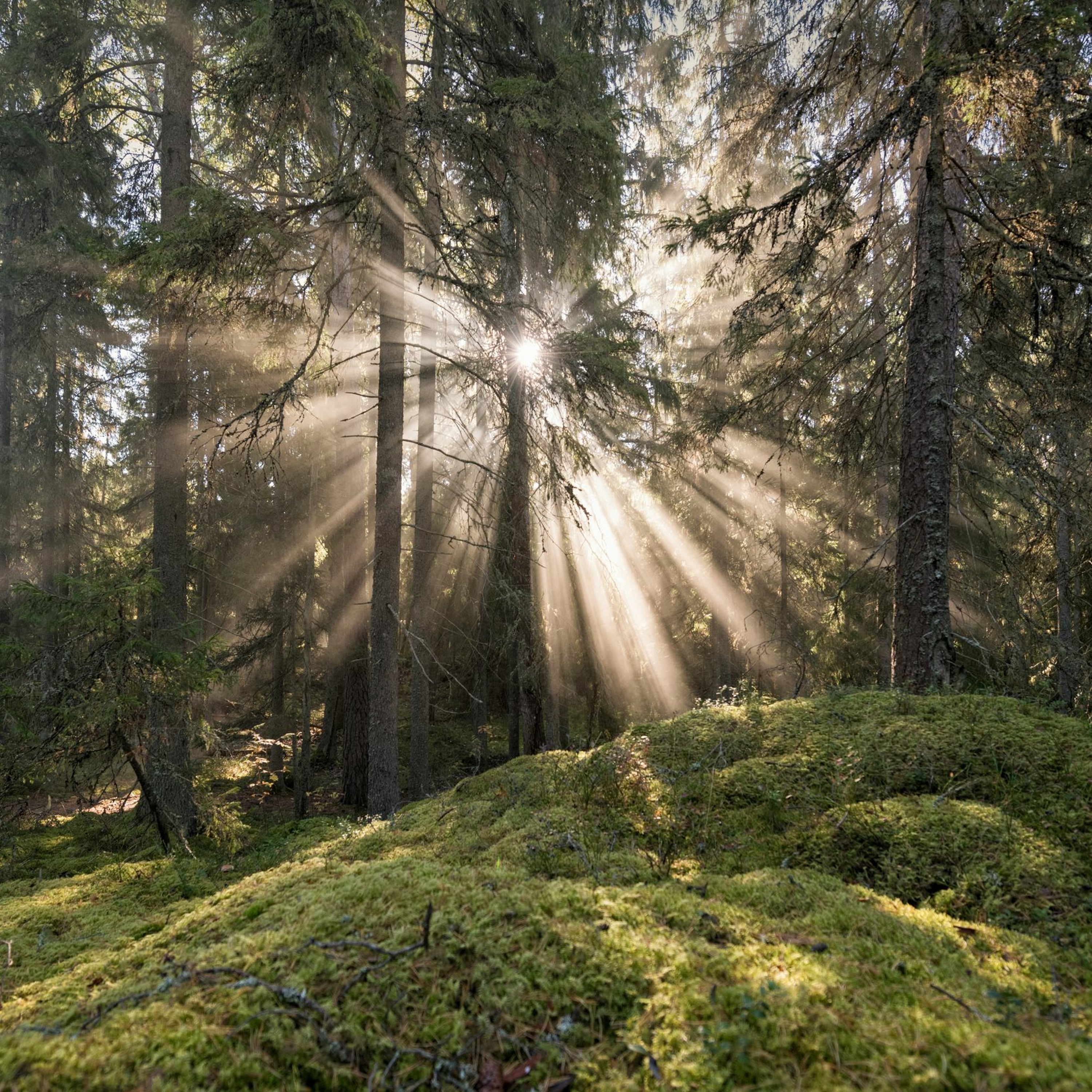 A Meditative Journey into Nature & Childlike Wonder - to Re-connect & Receive Messages