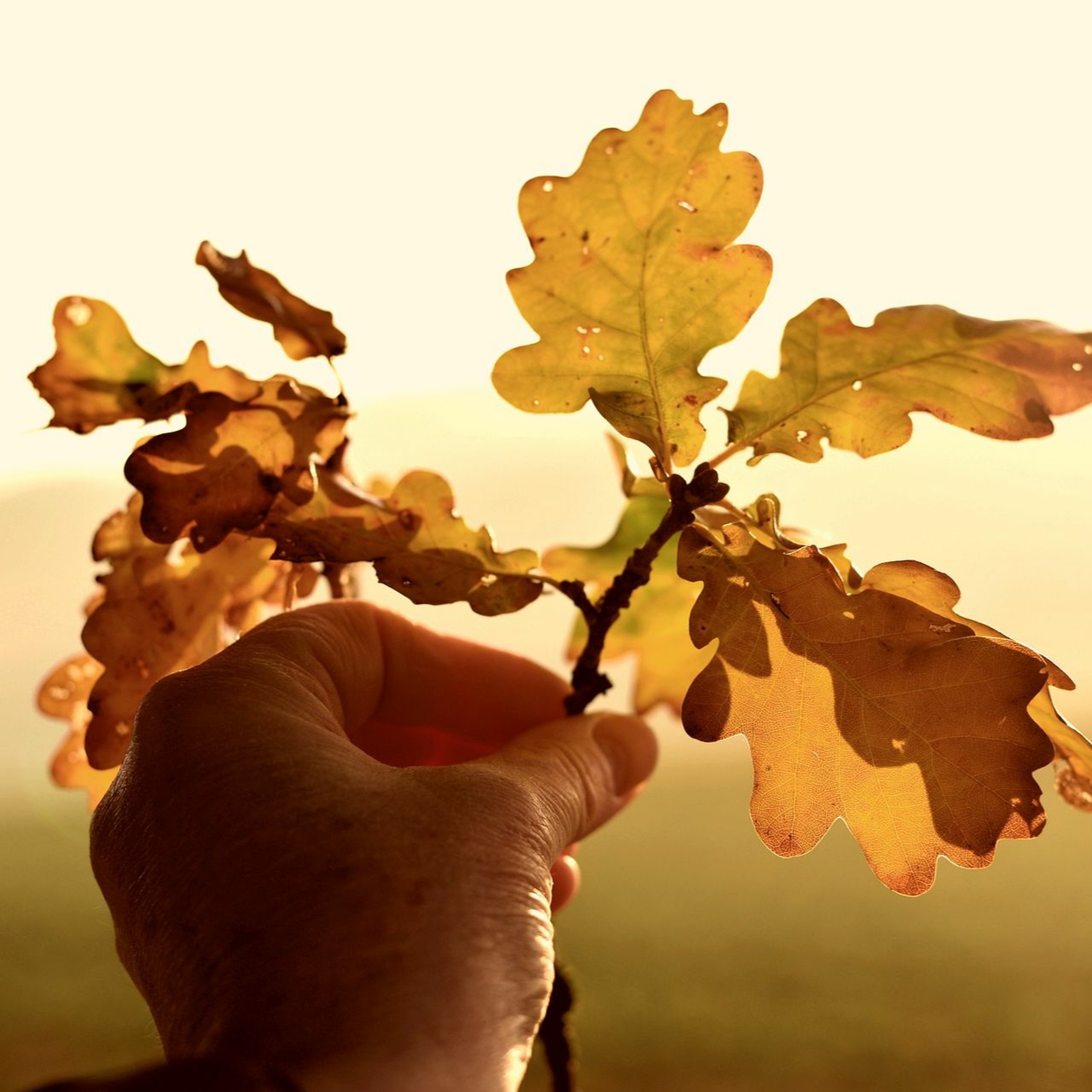 The Sustainable Century