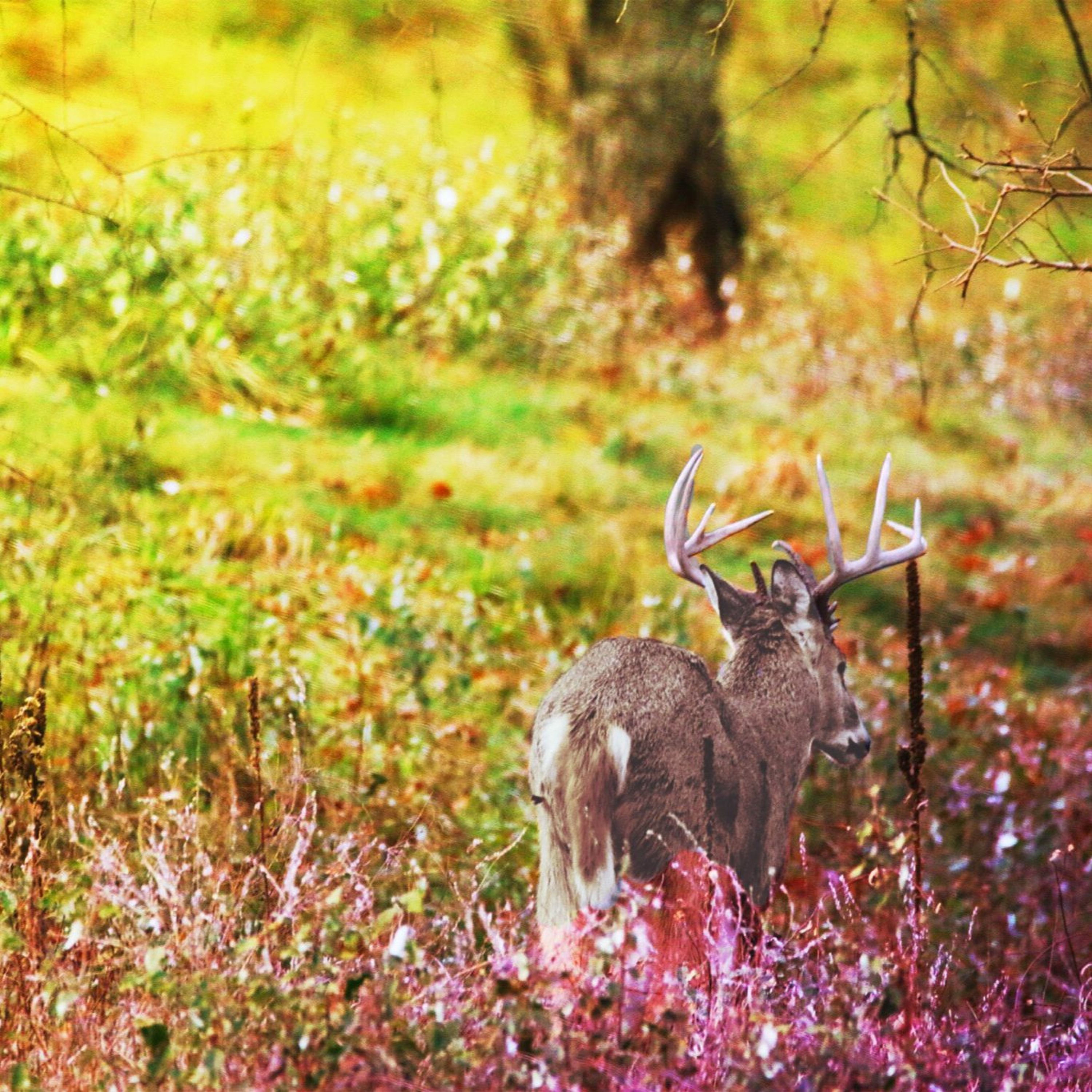 BHP PODCAST# 412 - Ground Blinds