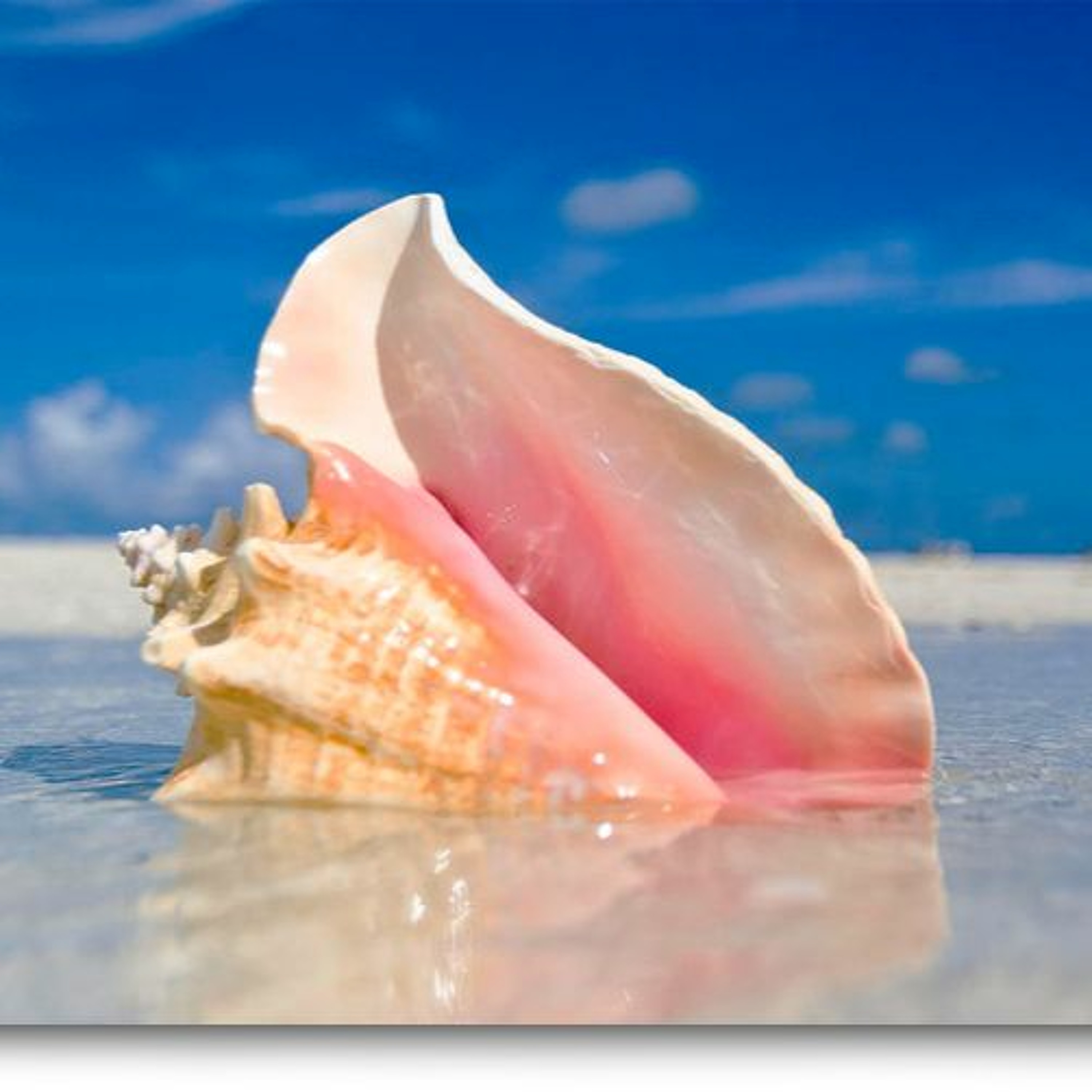 Conch Boyz Podcast
