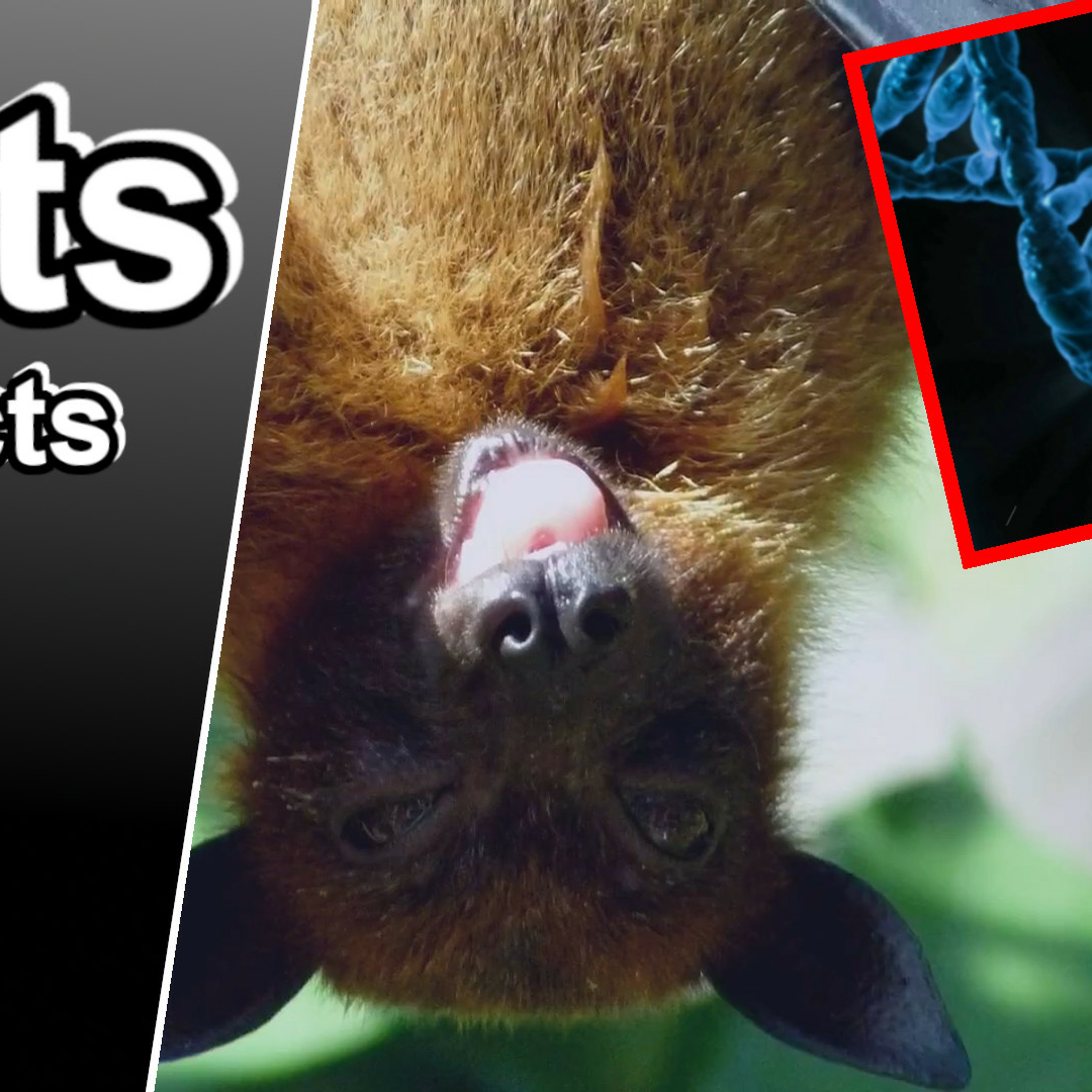 10 Cool Facts about Bats