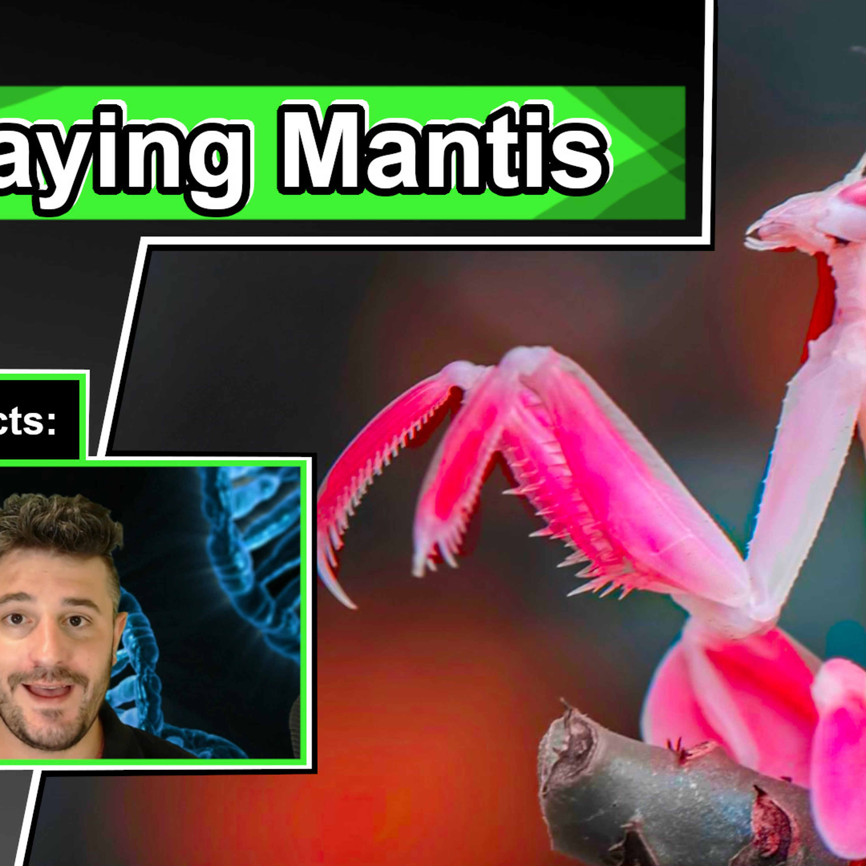 Praying Mantis Facts | 10 Cool facts about Praying Mantises