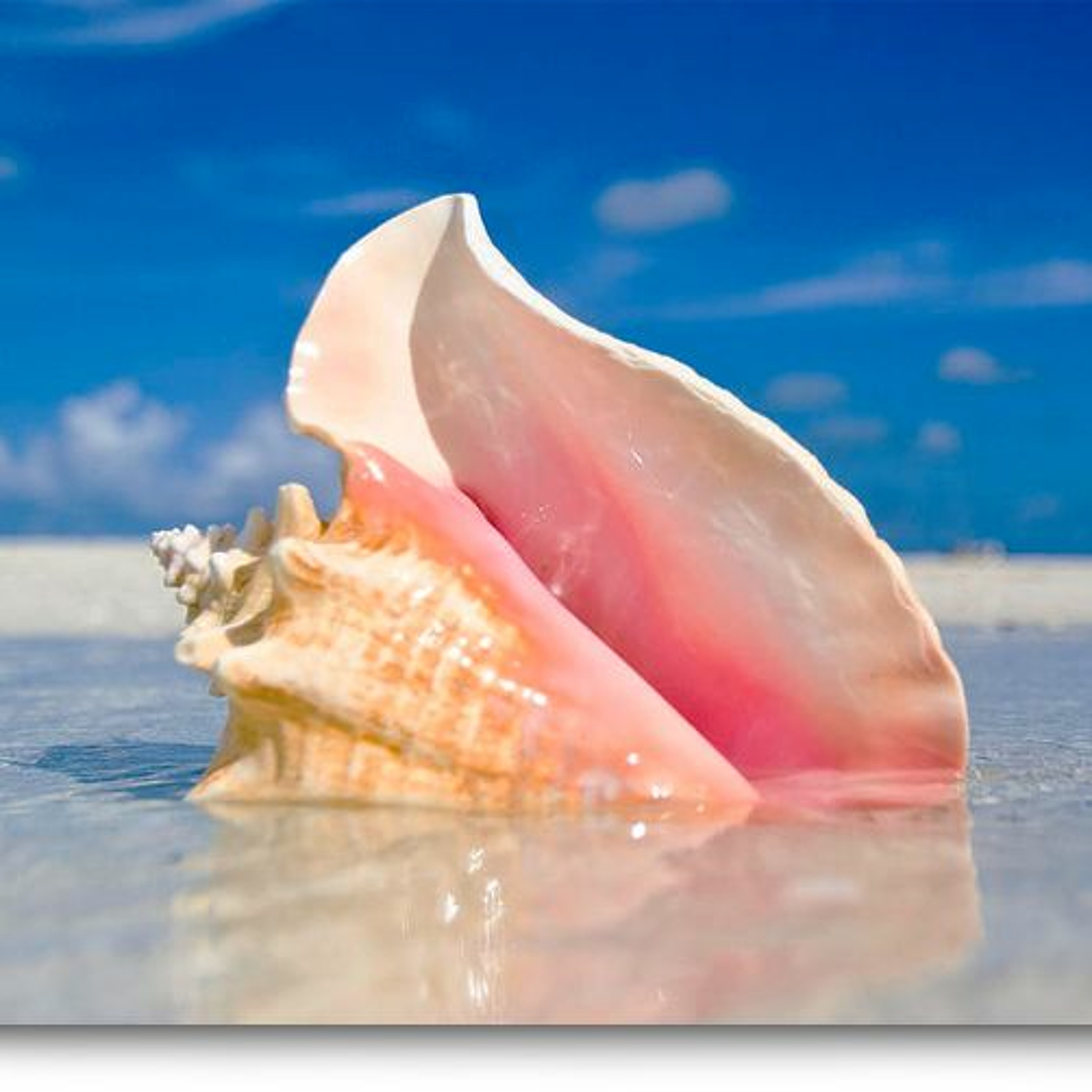 Conch Boyz Podcast