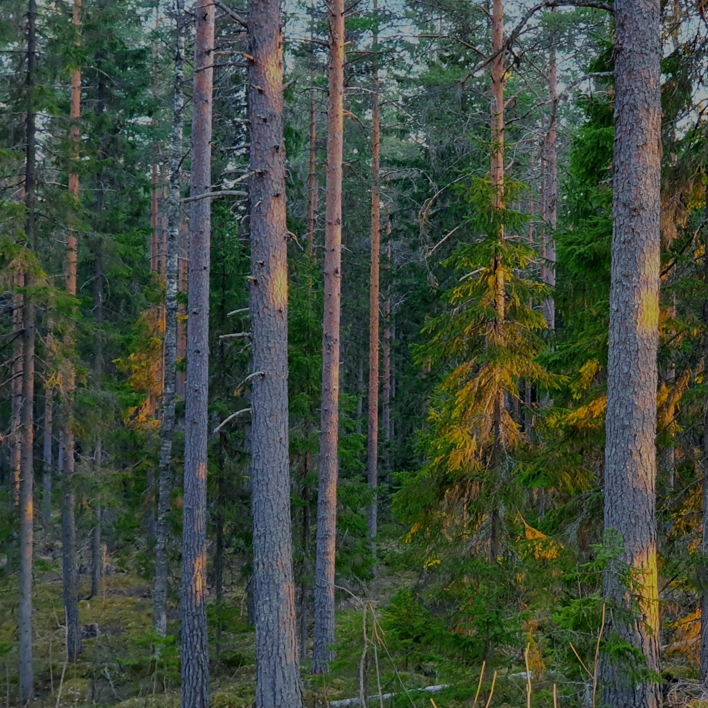 Nature Sound World - Luontoäänien maailma