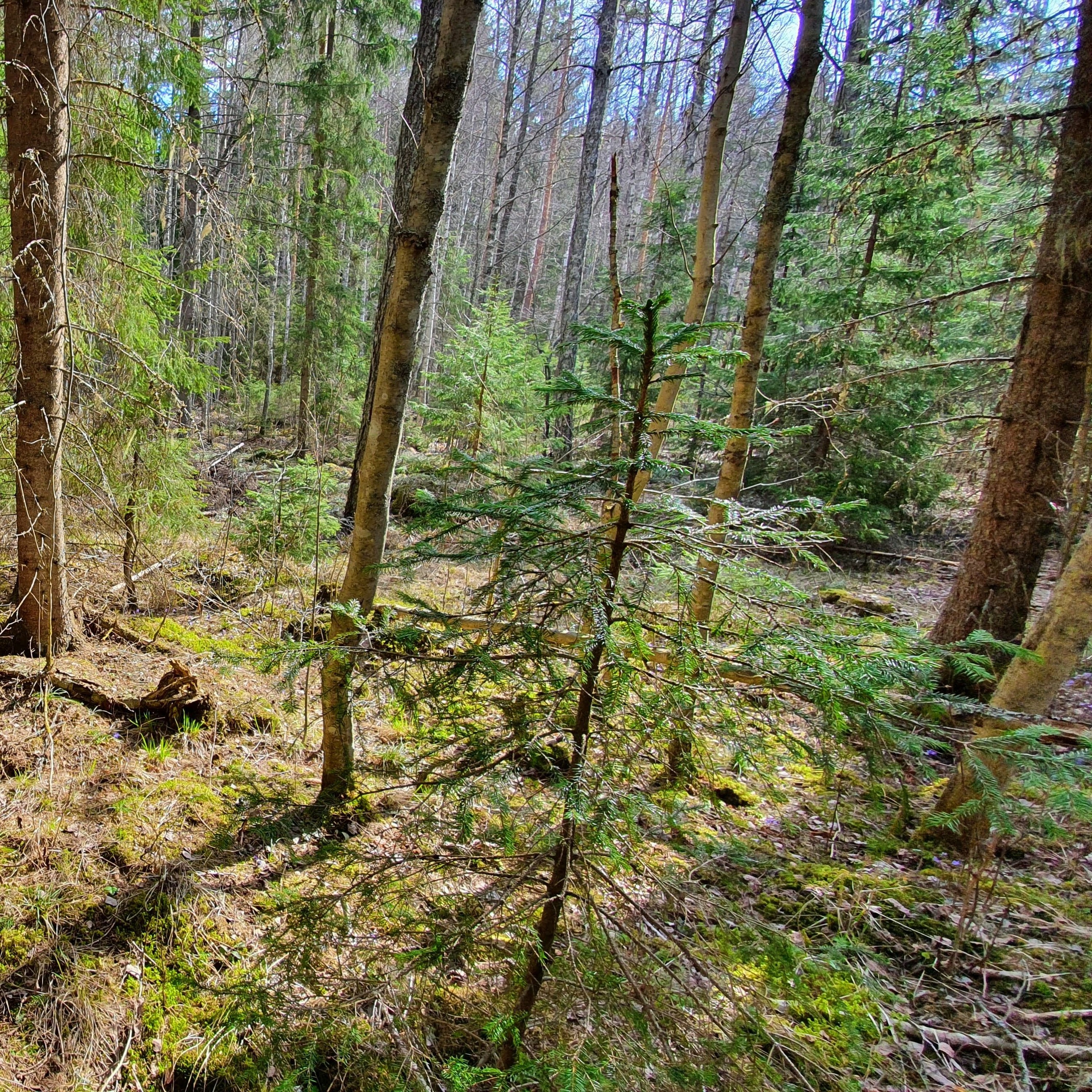Nature Sound World - Luontoäänien maailma