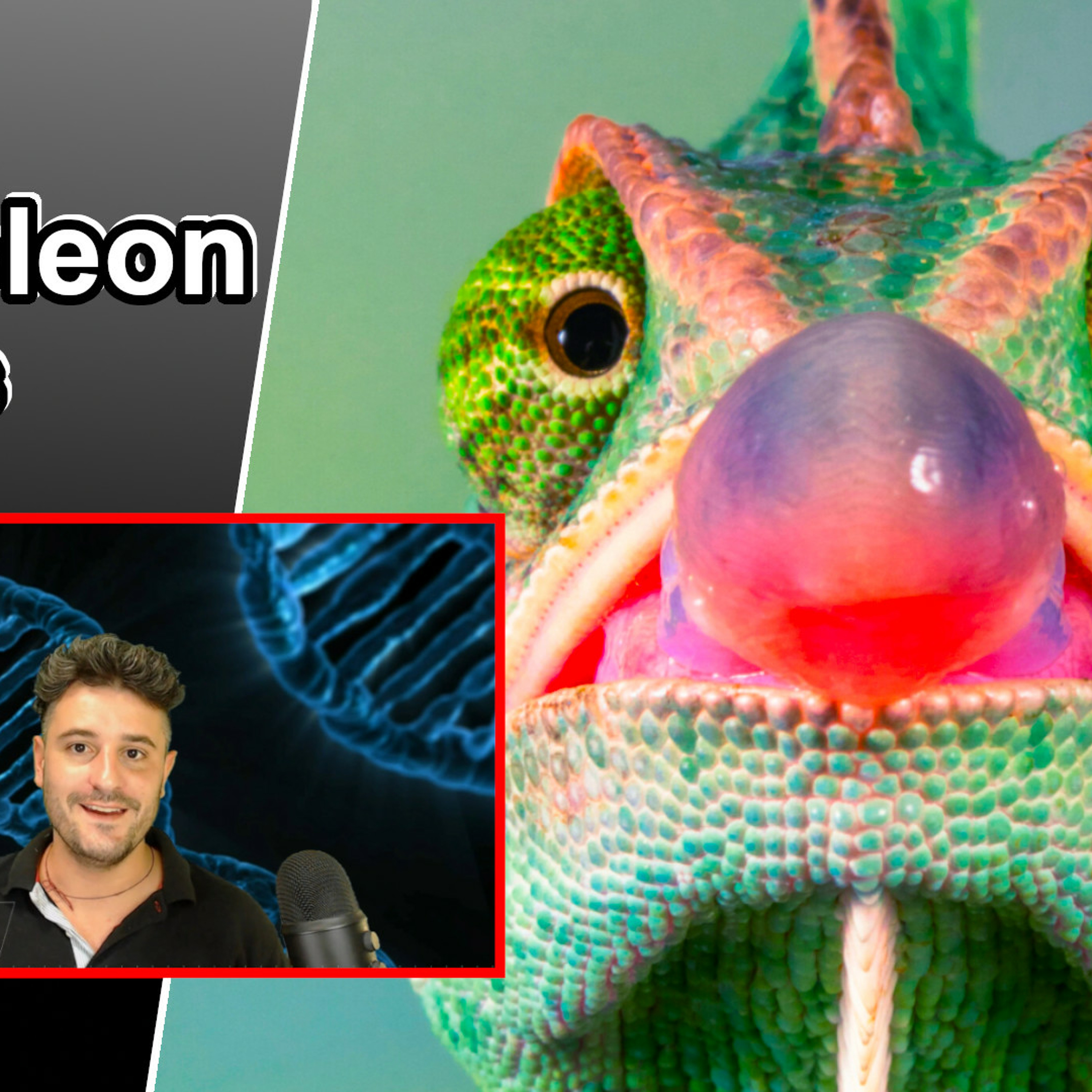 Chameleon Facts | 10 cool facts about chameleons