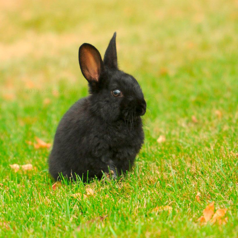 Your Aunties Could Never Ep 2 - Are Rabbits Still a Thing?
