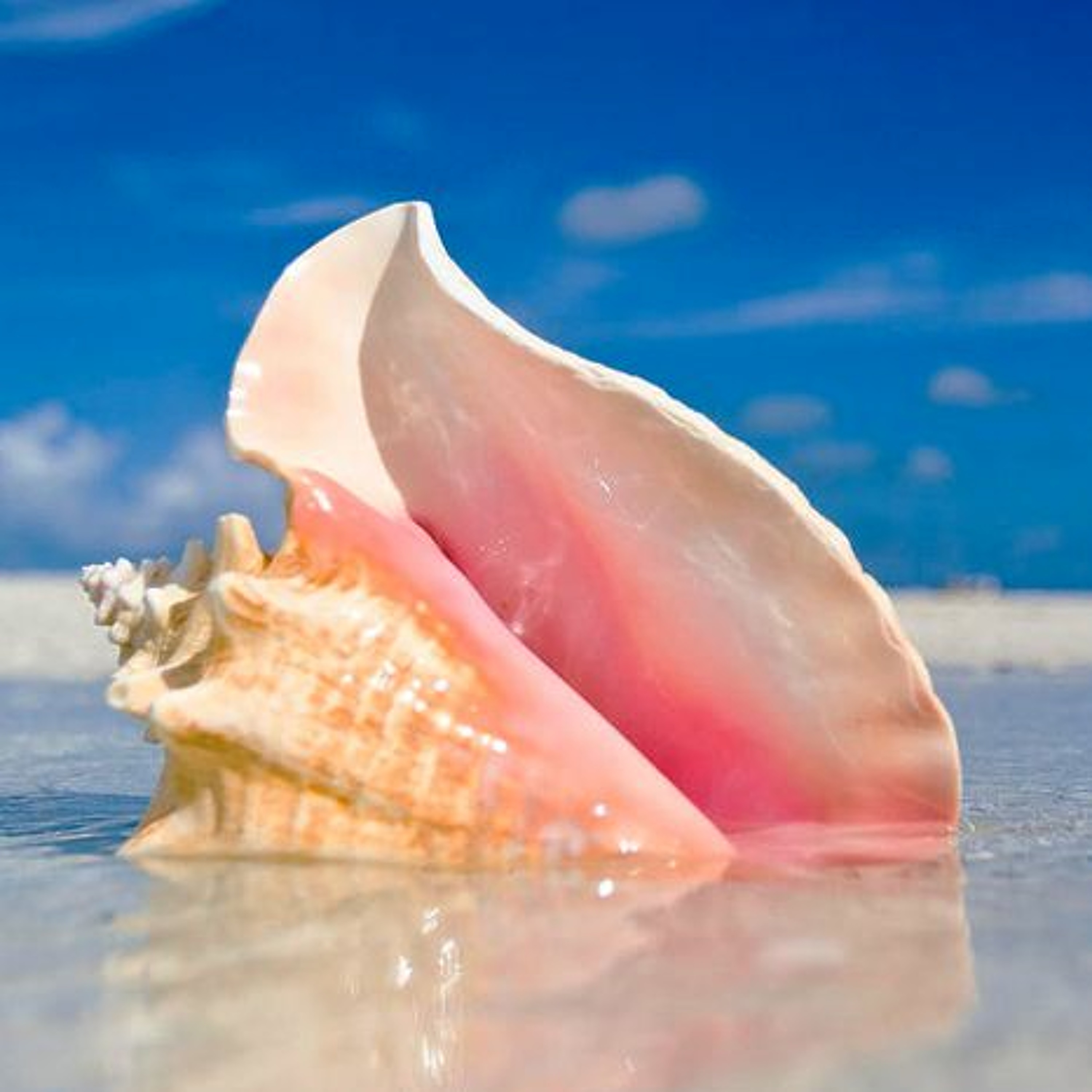 Conch Boyz Podcast