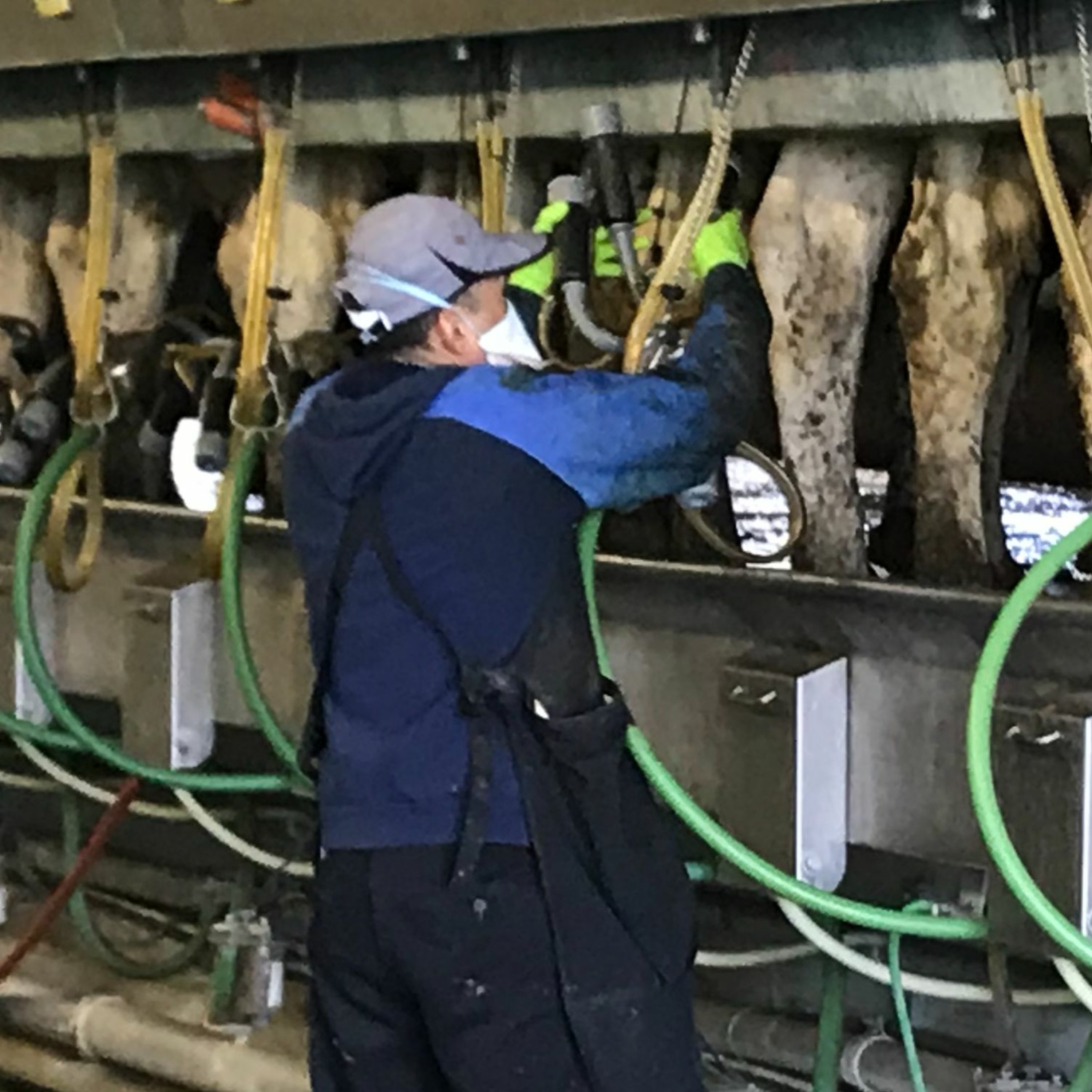 Why a WA Supreme Court ruling will hurt, not help, dairy farm workers