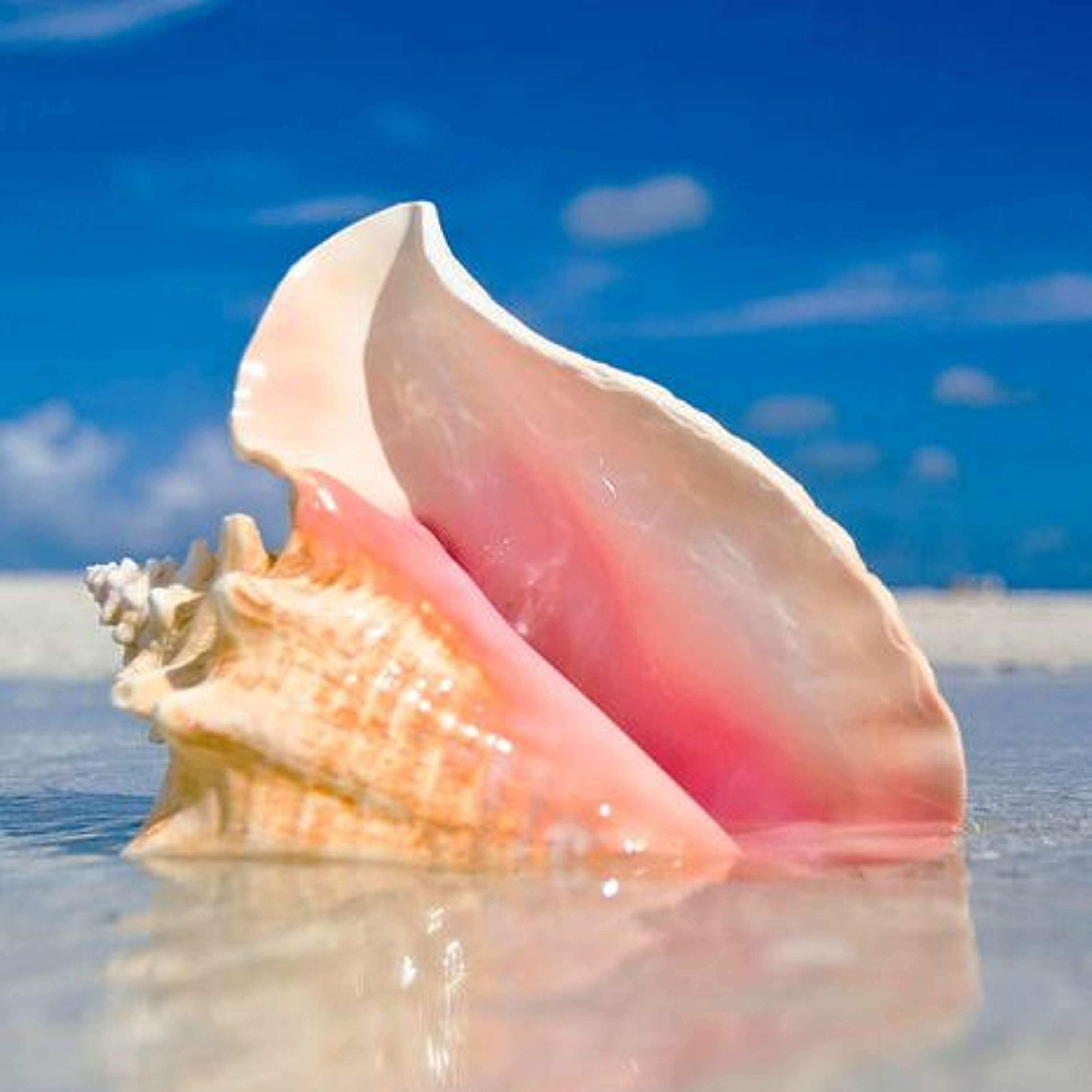 Conch Boyz Podcast