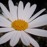 Avatars-000000610065-wp9tjs-badge