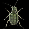 DJRoach