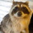 Avatars-000000752821-zxo655-badge