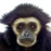 Avatars-000000800916-mxoqyu-badge