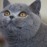 Avatars-000001043638-b1l6i5-badge