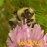 Avatars-000001755038-xdoeno-badge