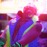 Avatars-000001912777-3rojht-badge
