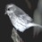Avatars-000002044131-rcajig-badge