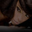 Avatars-000002253368-8l4g9f-badge