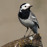 Avatars-000002596668-e7vpp9-badge