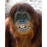 Avatars-000003661331-t5yr2u-badge