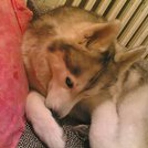 Sila Nin En Sevilen Sarkilari Dinle Sila Nin En Sevilen Sarkilari Playlist