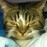 Avatars-000012072848-11s67h-badge