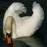 Avatars-000012427133-vftnpv-badge